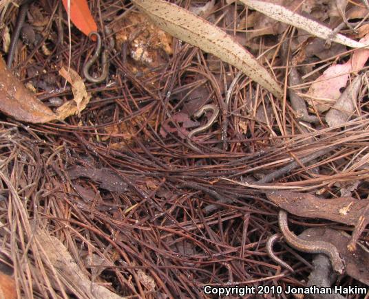 Black-bellied Slender Salamander (Batrachoseps nigriventris)