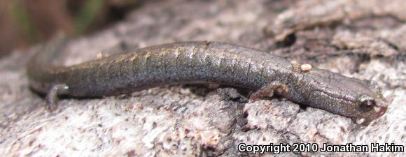 Black-bellied Slender Salamander (Batrachoseps nigriventris)