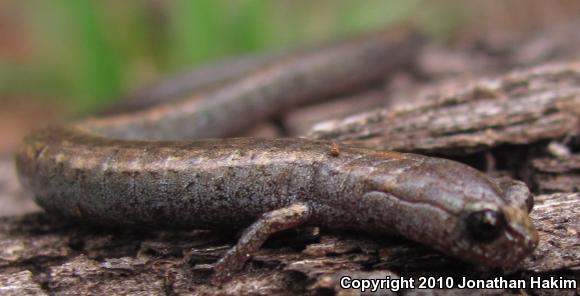 Black-bellied Slender Salamander (Batrachoseps nigriventris)