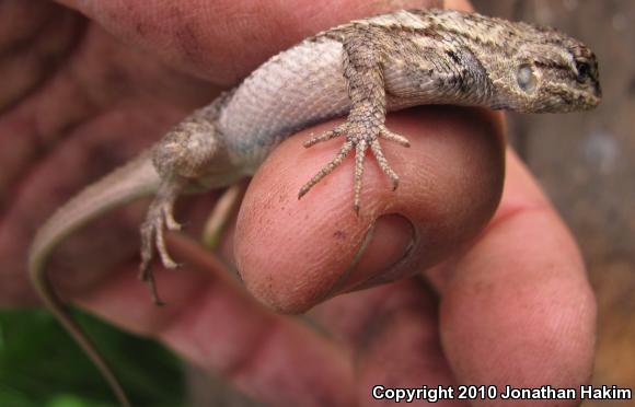 Great Basin Fence Lizard (Sceloporus occidentalis longipes)