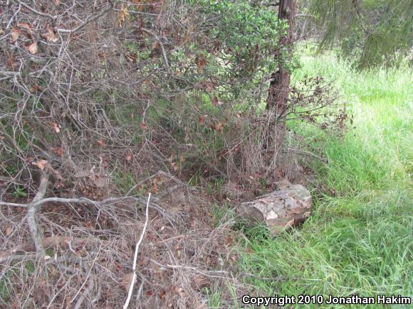 Great Basin Fence Lizard (Sceloporus occidentalis longipes)