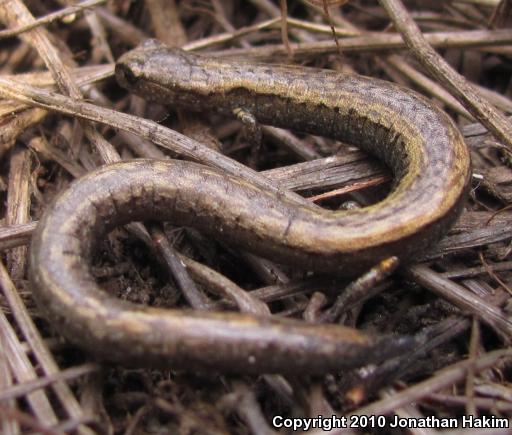 Black-bellied Slender Salamander (Batrachoseps nigriventris)