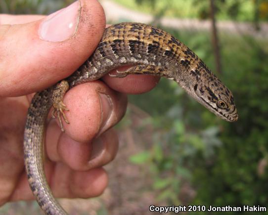 San Diego Alligator Lizard (Elgaria multicarinata webbii)