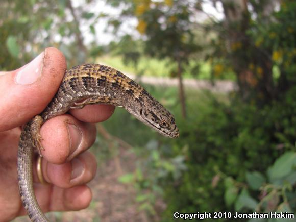 San Diego Alligator Lizard (Elgaria multicarinata webbii)