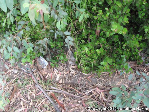 San Diego Alligator Lizard (Elgaria multicarinata webbii)