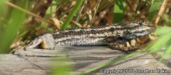 Great Basin Fence Lizard (Sceloporus occidentalis longipes)