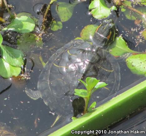 Red-eared Slider (Trachemys scripta elegans)