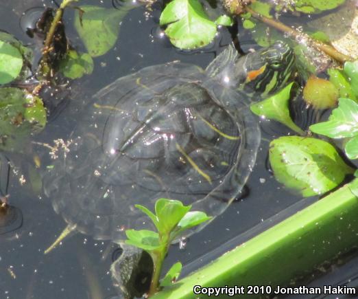 Red-eared Slider (Trachemys scripta elegans)