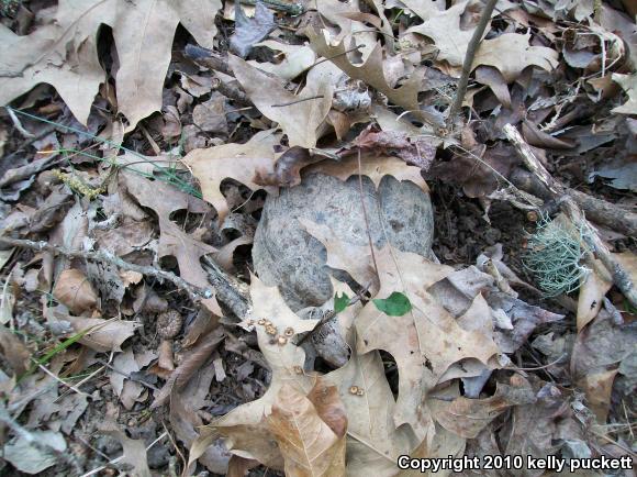 Eastern Box Turtle (Terrapene carolina carolina)