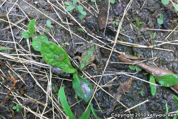 Northern Cricket Frog (Acris crepitans)