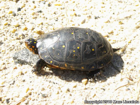 Spotted Turtle (Clemmys guttata)