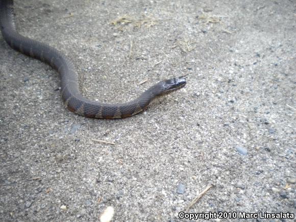 Northern Watersnake (Nerodia sipedon sipedon)