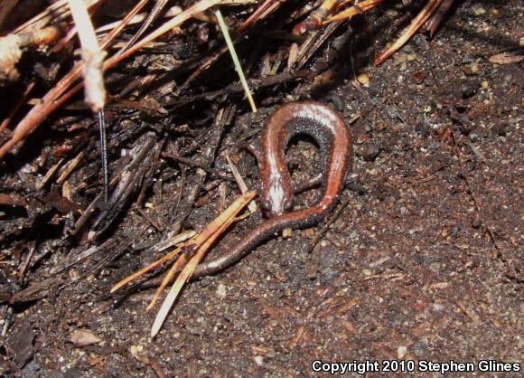 Eastern Red-backed Salamander (Plethodon cinereus)