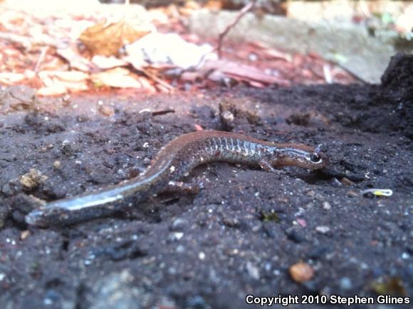 Eastern Red-backed Salamander (Plethodon cinereus)