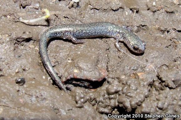 Eastern Red-backed Salamander (Plethodon cinereus)