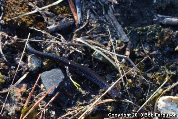 Eastern Red-backed Salamander (Plethodon cinereus)