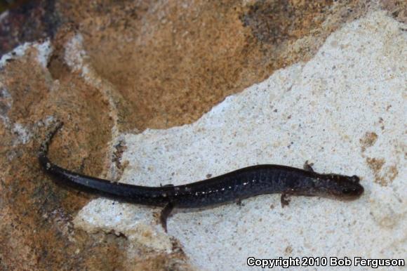 Eastern Red-backed Salamander (Plethodon cinereus)