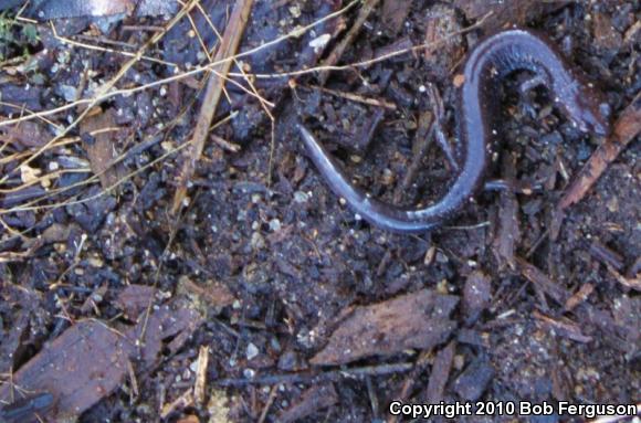 Eastern Red-backed Salamander (Plethodon cinereus)