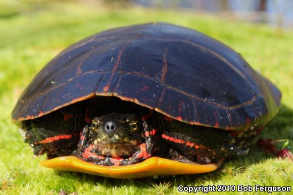 Eastern Painted Turtle (Chrysemys picta picta)