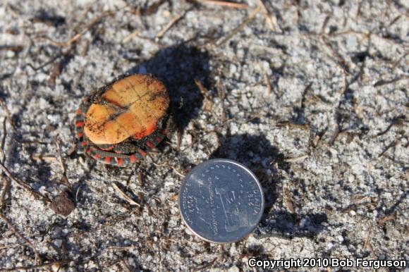 Eastern Painted Turtle (Chrysemys picta picta)