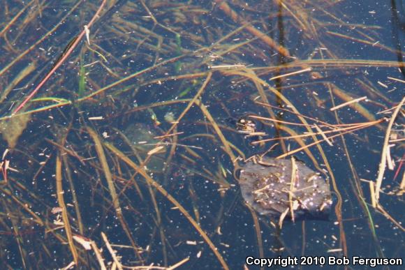 Eastern Painted Turtle (Chrysemys picta picta)