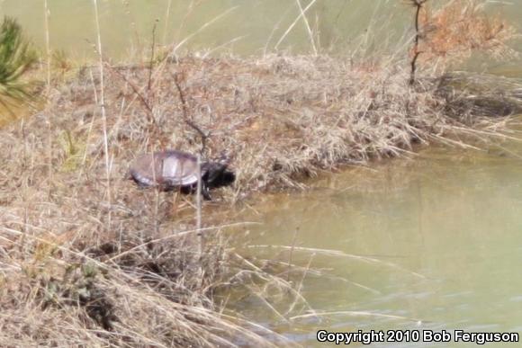 Northern Red-bellied Cooter (Pseudemys rubriventris)