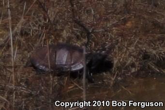 Northern Red-bellied Cooter (Pseudemys rubriventris)