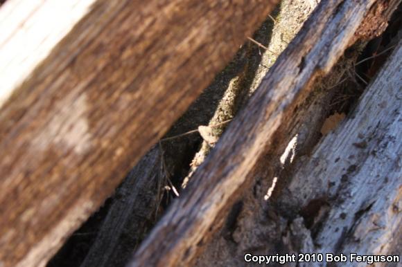 Eastern Fence Lizard (Sceloporus undulatus)