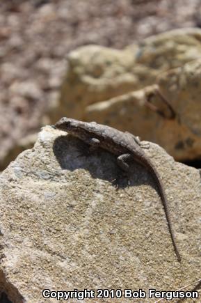 Eastern Fence Lizard (Sceloporus undulatus)