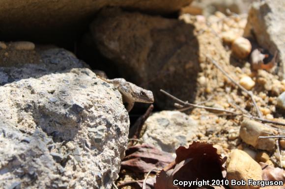 Eastern Fence Lizard (Sceloporus undulatus)