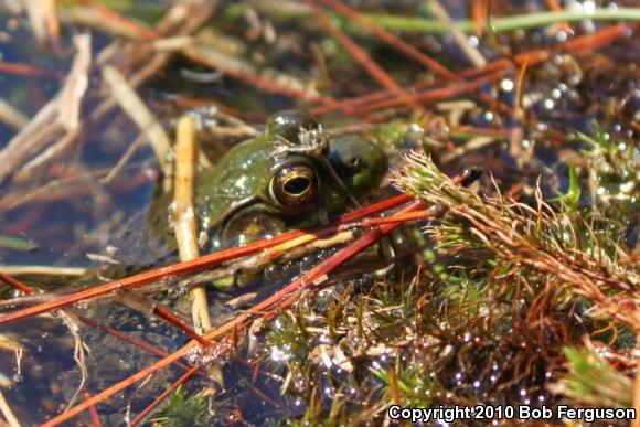 Northern Green Frog (Lithobates clamitans melanota)