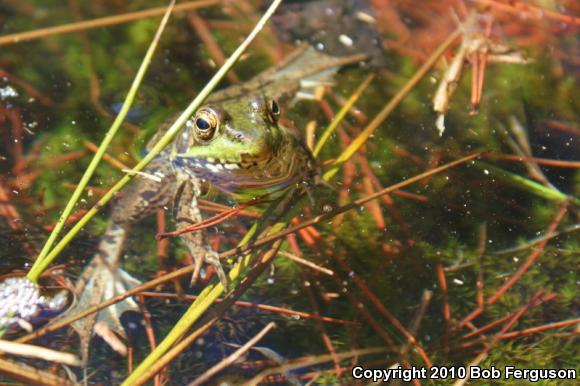 Northern Green Frog (Lithobates clamitans melanota)