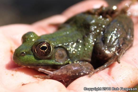 Northern Green Frog (Lithobates clamitans melanota)