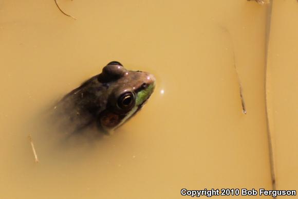 Northern Green Frog (Lithobates clamitans melanota)