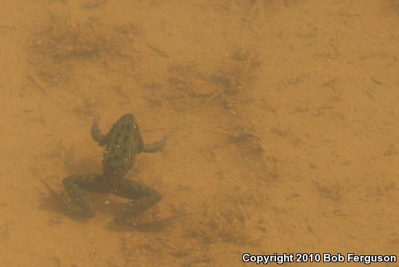 Southern Leopard Frog (Lithobates sphenocephalus utricularius)