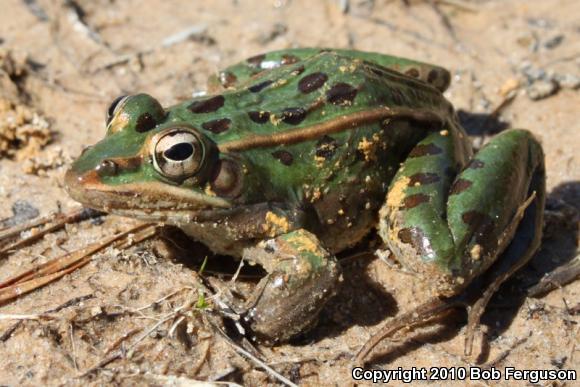 Southern Leopard Frog (Lithobates sphenocephalus utricularius)