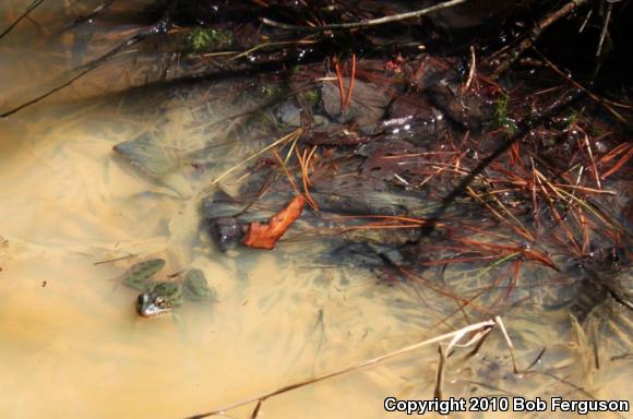 Southern Leopard Frog (Lithobates sphenocephalus utricularius)