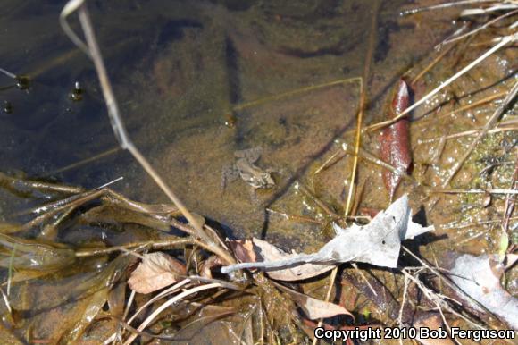 Eastern Cricket Frog (Acris crepitans crepitans)