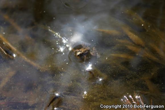 Eastern Cricket Frog (Acris crepitans crepitans)