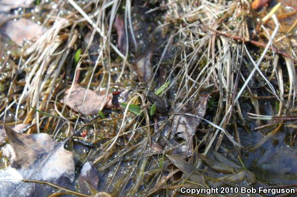 Eastern Cricket Frog (Acris crepitans crepitans)