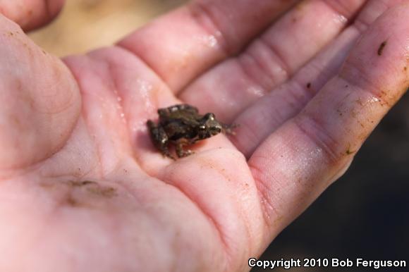 Eastern Cricket Frog (Acris crepitans crepitans)