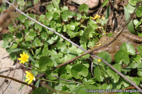 Northern Green Frog (Lithobates clamitans melanota)