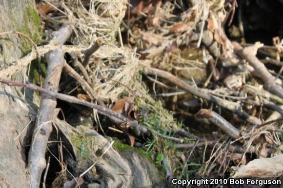 Northern Green Frog (Lithobates clamitans melanota)