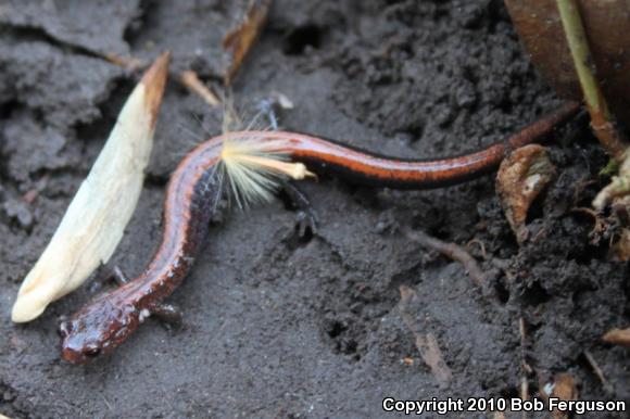 Eastern Red-backed Salamander (Plethodon cinereus)