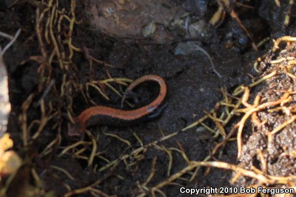 Eastern Red-backed Salamander (Plethodon cinereus)