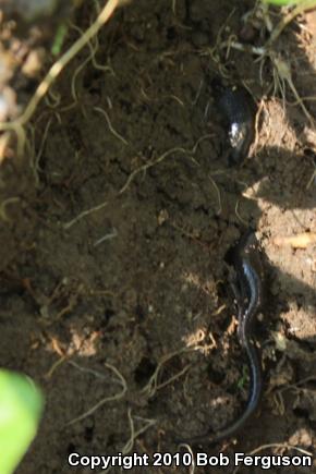 Eastern Red-backed Salamander (Plethodon cinereus)