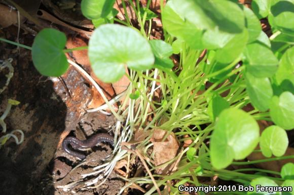 Eastern Red-backed Salamander (Plethodon cinereus)