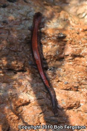 Eastern Red-backed Salamander (Plethodon cinereus)