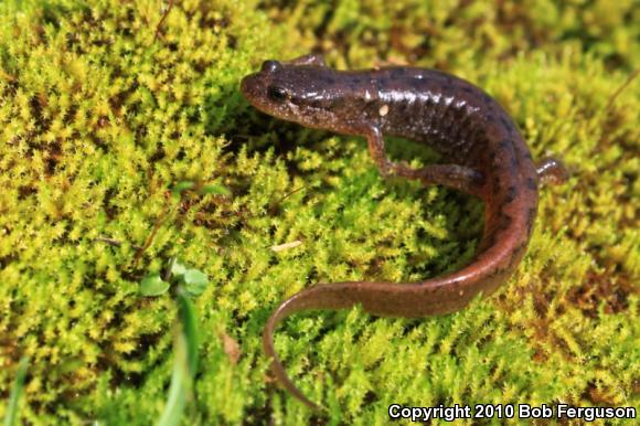 Northern Dusky Salamander (Desmognathus fuscus)