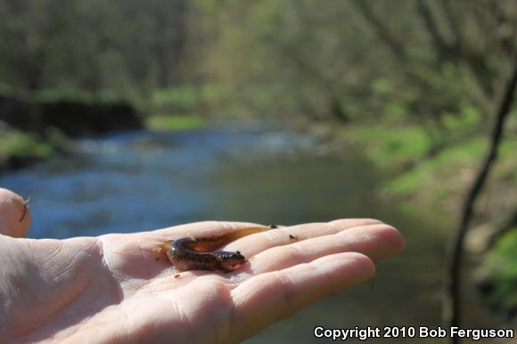 Northern Dusky Salamander (Desmognathus fuscus)